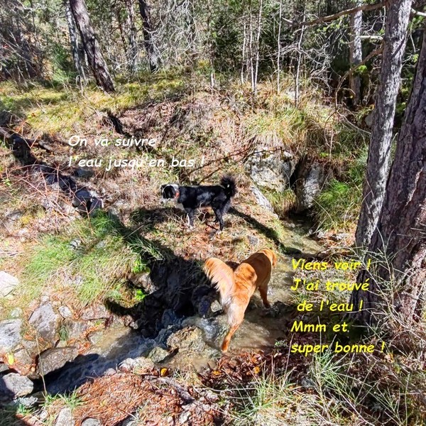   AVEC SUZIE ET WINNIE : FORET DOMANIALE DE CEÜZE suite 03