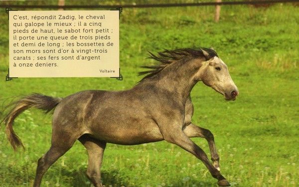 Citation Et Photo De Cheval
