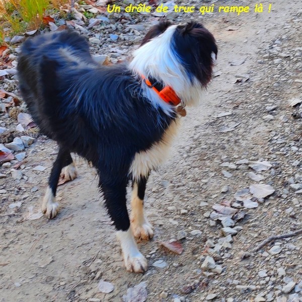    AVEC SUZIE ET WINNIE : FORET DOMANIALE DE CEÜZE suite 04