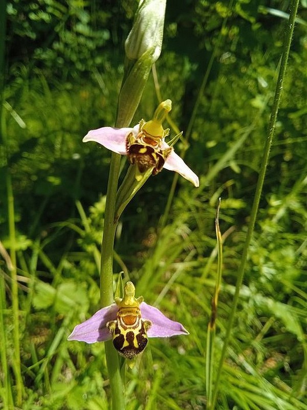   LES BELLES FLEURS DES CHAMPS LE 3 JUIN 2023 04