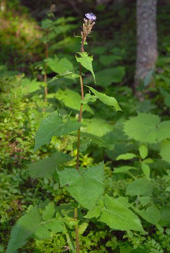 20120620230025-60d330c6