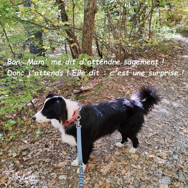 BALADE DU 13 OCTOBRE AVEC MON AMI WINNIE 01