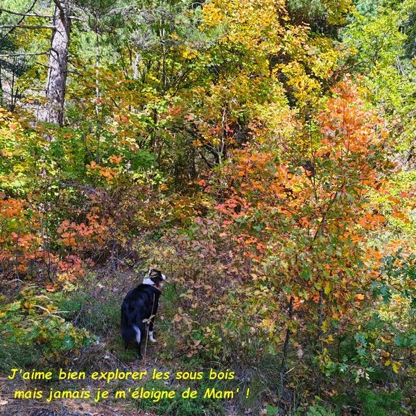   NOS BALADES AUTOMNALES LE LONG DU CANAL DE CHARANCE 04
