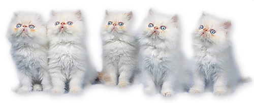 3263044598_1_5_e5WPcmi1_1