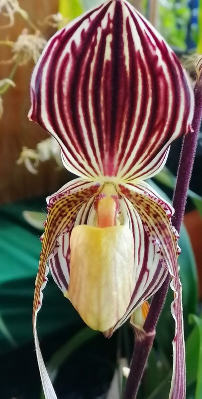 AU COEUR DES ORCHIDEES AUJOURD'HUI 07