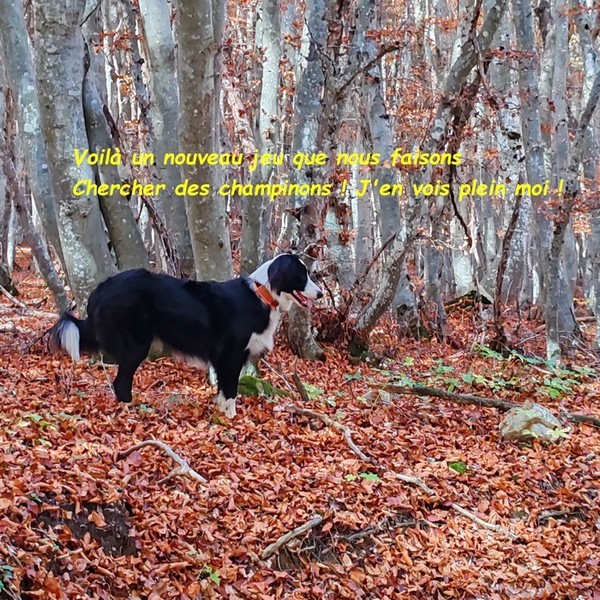 UN DIMANCHE DANS LA FORET AVEC WINNIE 03