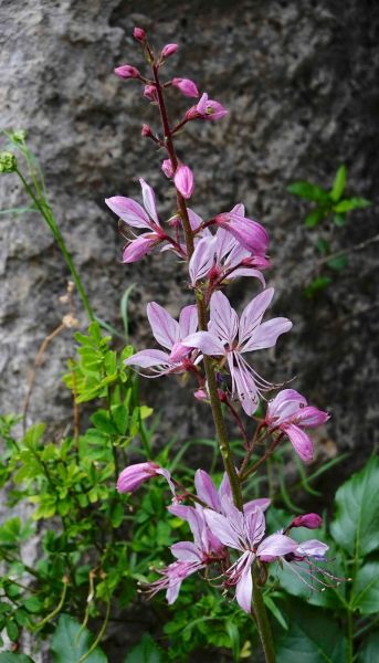 448813455_7568881736494681_213856937778381203_n