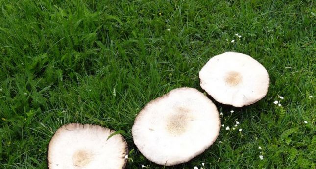 449168422_7581206031928918_3645034410837819125_n04