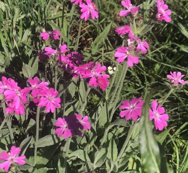 451107592_3879706955591607_632879350521295796_n12