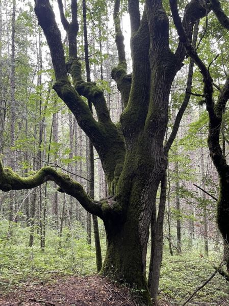 455693230_2655804797925879_775060424785449481_n