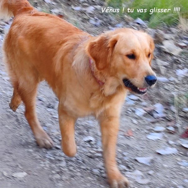    AVEC SUZIE ET WINNIE : FORET DOMANIALE DE CEÜZE suite 07