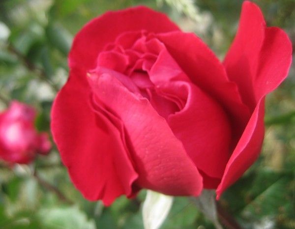 Mon amie la rose  Cécile Caulier