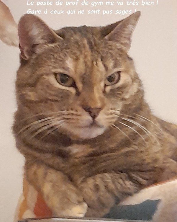 Si les profs étaient des chats !