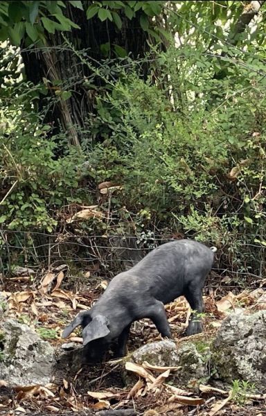 541436761_3012667608906261_8562151378827485117_n_2