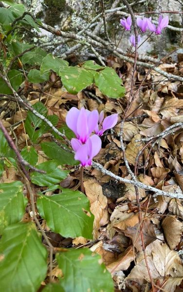 545378123_3018410874998601_9045151909632069737_n