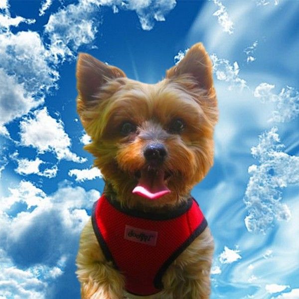 5d987e7b6eac18d1cecb300a03a233fcgoliath