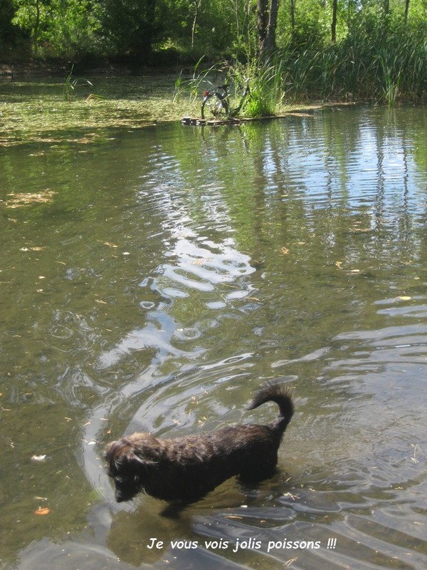 BALADE DU 29 AOUT 2023 AVEC JETSAN ET WINNIE 04 