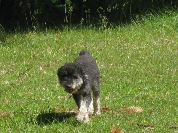 "Le vieux caniche"  Fable moderne   Auteur inconnu