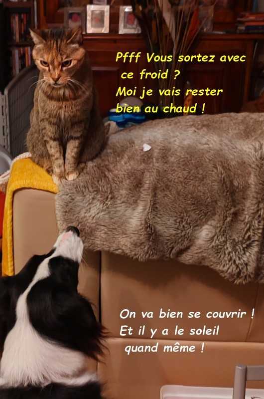 Premières gelées sur nos ruisseaux le 22 novembre 2025 01