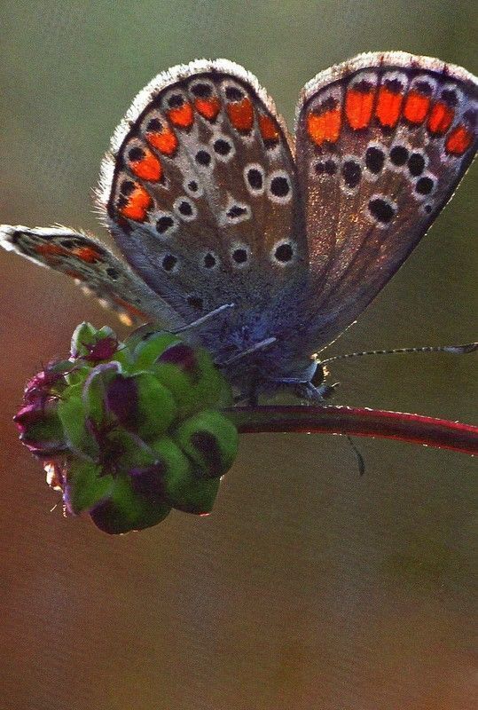Le peuple des près. René Char
