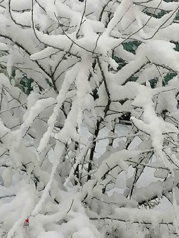 De la fenêtre quand la neige est bien tombée...