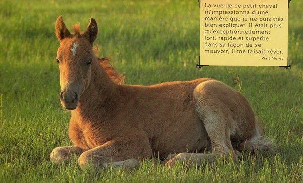 Citation Et Photo De Cheval