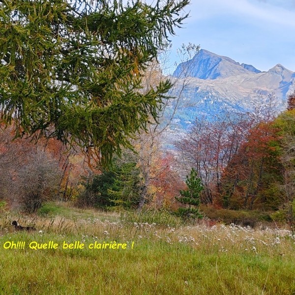 UN DIMANCHE DANS LA FORET AVEC WINNIE 05