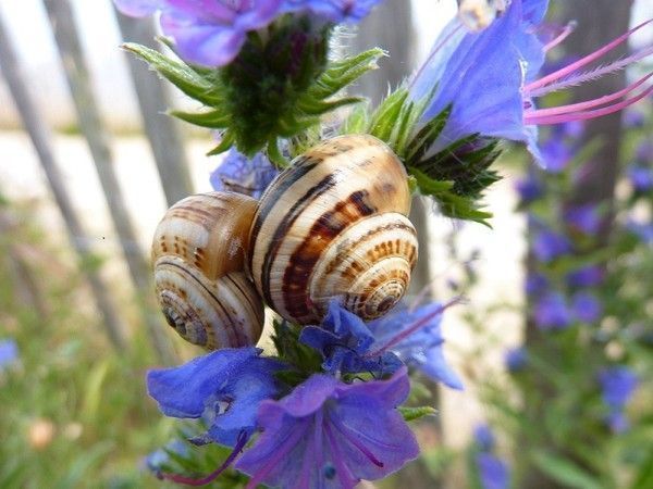 A l'enterrement d'une feuille morte Jacques Prévert
