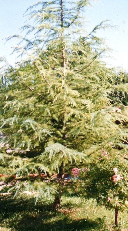 TEMPÊTE   Brigitisis