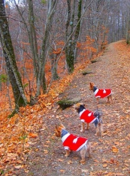 LETTRE D'UN CHIEN A SON MAITRE   Source Animots