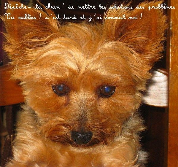 SOLUTIONS DES PROBLÈMES DE PLACEMENTS D'ARGENT