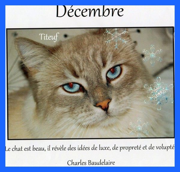 Le mois de Décembre avec Titeuf
