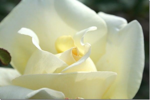 La beauté d'une simple fleur...