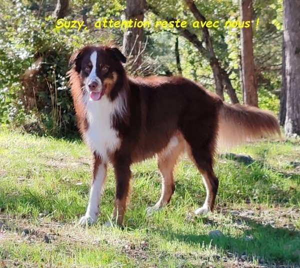 UNE MATINEE DE REVE AVEC WINNIE, TAÎKO ET SUZY 02