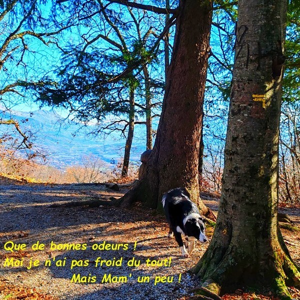  Premières gelées sur nos ruisseaux le 22 novembre 2025 02