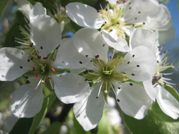 Michel Pépé   Terre Enchanteresse