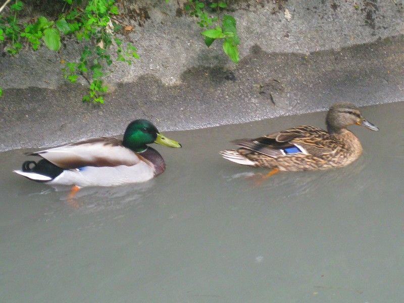 canal rencontre