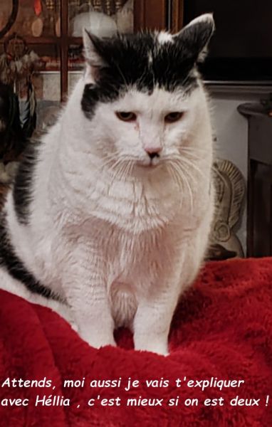 IMG_20250104_211434bb