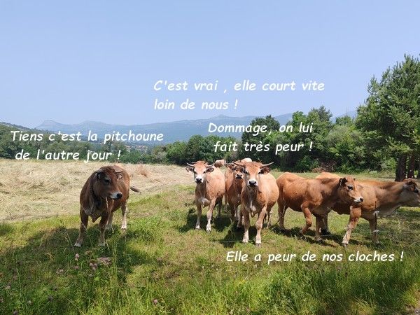 IMG_20250609_122033bb