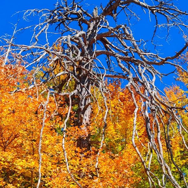 IMG_20251013_114548b