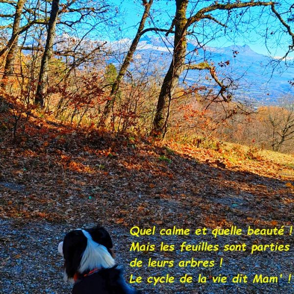 IMG_20251122_114545bb