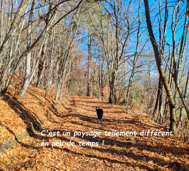 IMG_20251122_115451bb