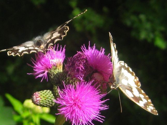 citations et photos de papillons1
