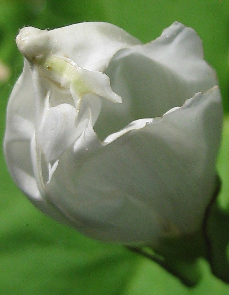 IMG_8312b.jpg
