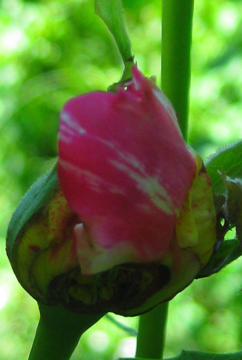 IMG_8338b.jpg