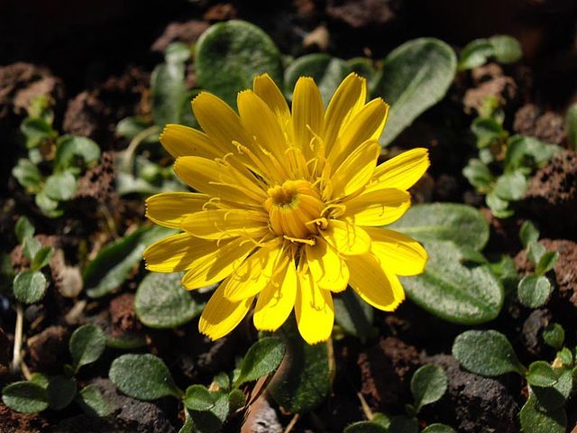 Leontodon_pyrenaicus_1