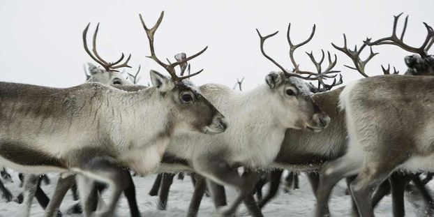 Les-rennes-du-Pere-Noel-seront-bientot-fluorescents