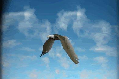 TameMetallicJackal-max-1mb