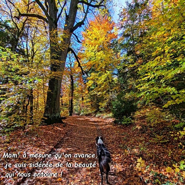 NOTRE BALADE DANS LES FEUILLAGES D'AUTOMNE 03