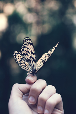 butterfly-cute-hand-nature-Favim.com-1898799